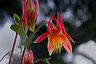 aquilegia__..._that_reddish