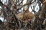 baby_owls