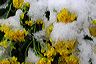 blanketed_gold