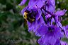bumblebee_on_delphinium