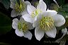 christmas_rose