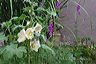 courtyard_hollyhock