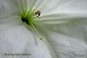 datura_o_keeffeian_style