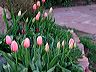 front_tulips