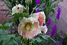 hollyhock_in_pink