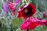 hollyhocks_droooping