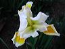 iris_in_yellow