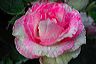 jake_s_rose