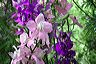 larkspur