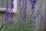 larkspur_with_frame