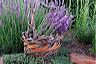 lavender_in_basket