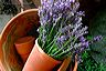 lavender_in_tericotta