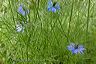 love_in_a_mist