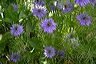 love_in_a_mist_at_mitzi_s