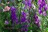 mitzi_s_larkspur