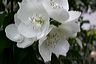 mock_orange_while_it_lasted