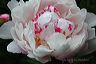 peony_with_pink