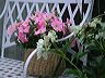 pink_petunias