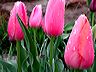 pink_up_close