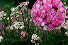 pink_yarrow
