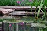 pond_with_dianthus