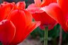 red_tulips