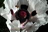 roy_s_white_poppy