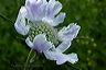 scabiosa