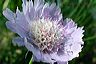 scabiosa_aaaah_