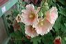 sharon_s_hollyhock_peek-a-b
