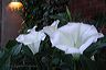 six_trumpets_at_dusk