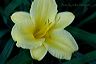stella_d_oro_lily