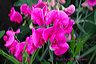 sweet_pea