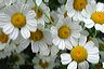 tanacetum_niveum_--_that_we