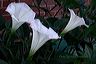 three_trumpets