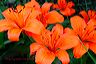 tiger_lily_(i_think_)