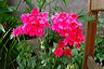 verbena_with_chair