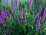 veronica_..._i_think_...