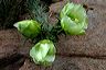 yellow_cacti