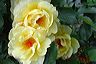 yellow_english_tea_roses