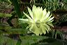 yellow_lily