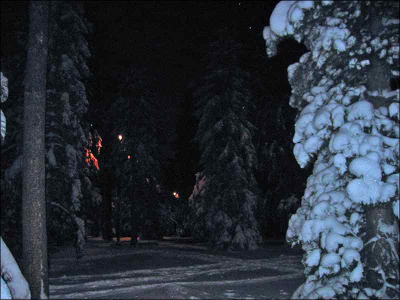 cheesman_park_trees.jpg