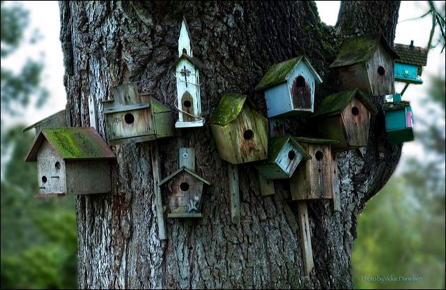 birdhouse_village.jpg