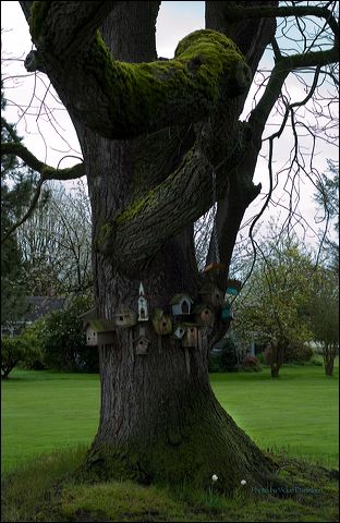 birdhouse_village_in_an_old.jpg