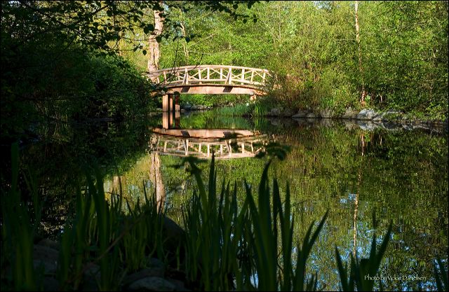 bridge_with_iris.jpg