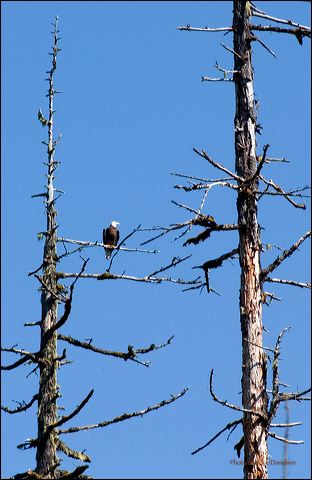 eagle.jpg