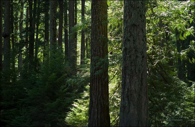 forest_finery.jpg
