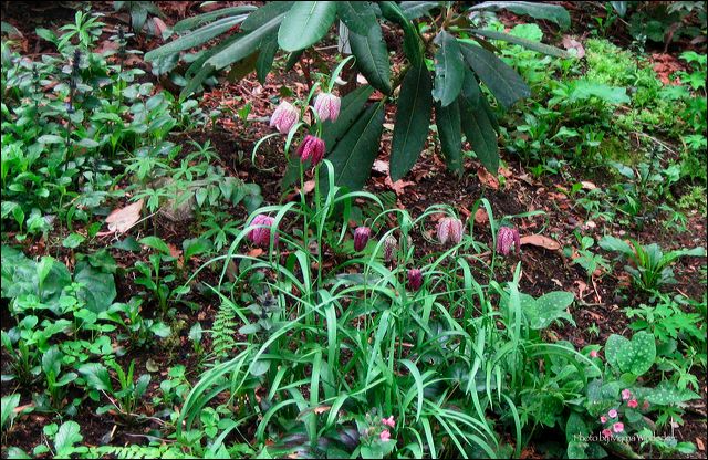 fritillarias.jpg