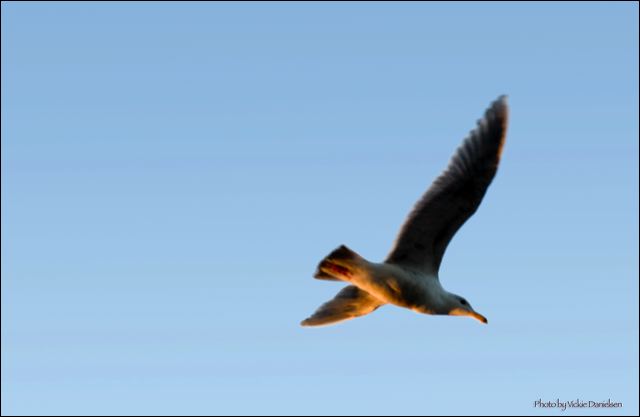 gull.jpg