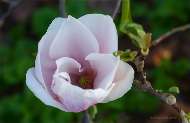 magnolia_bud.jpg